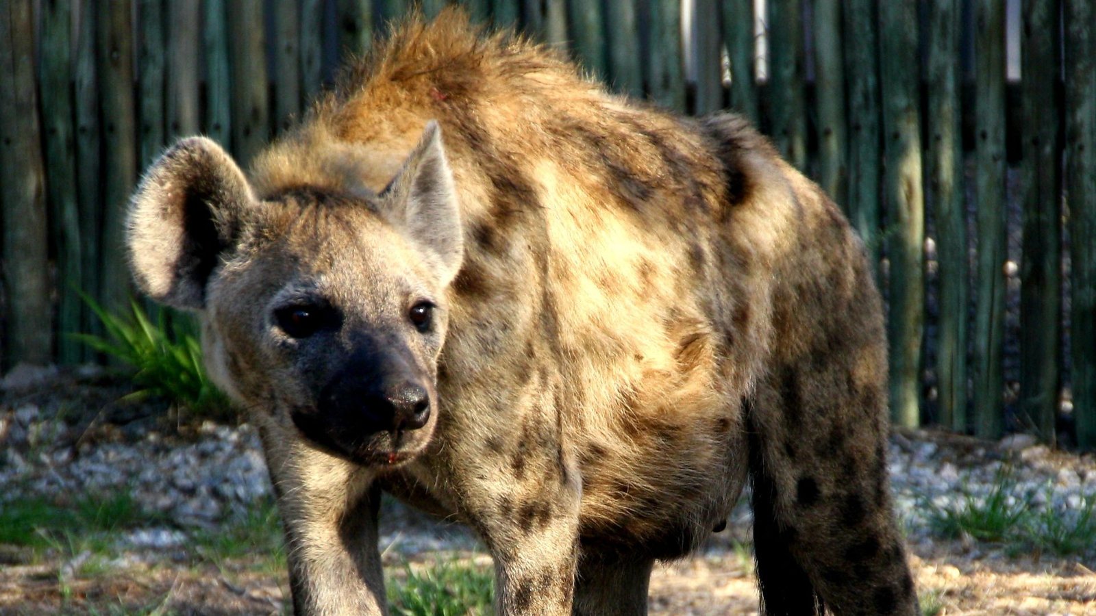 1 Photographic - Inyati Africa Safaris