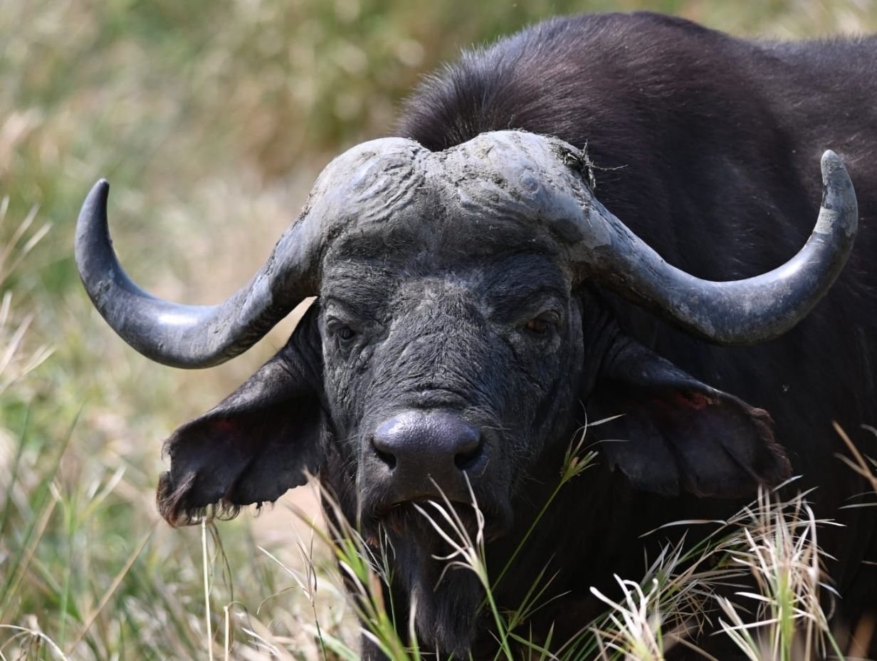 Botswana Hunting - Cape Buffalo - Inyati Africa Safaris