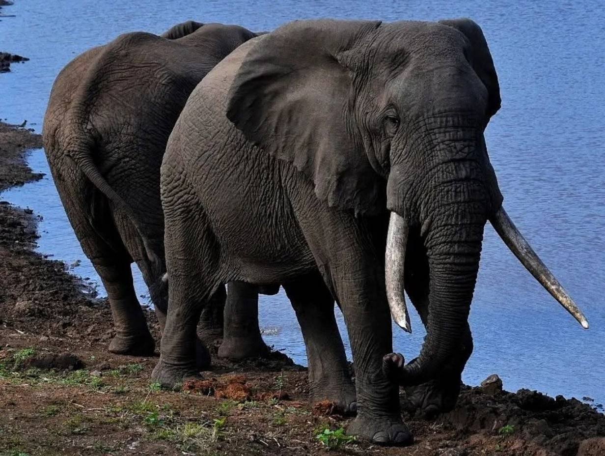 Botswana Hunting - Elephant - Inyati Africa Safaris
