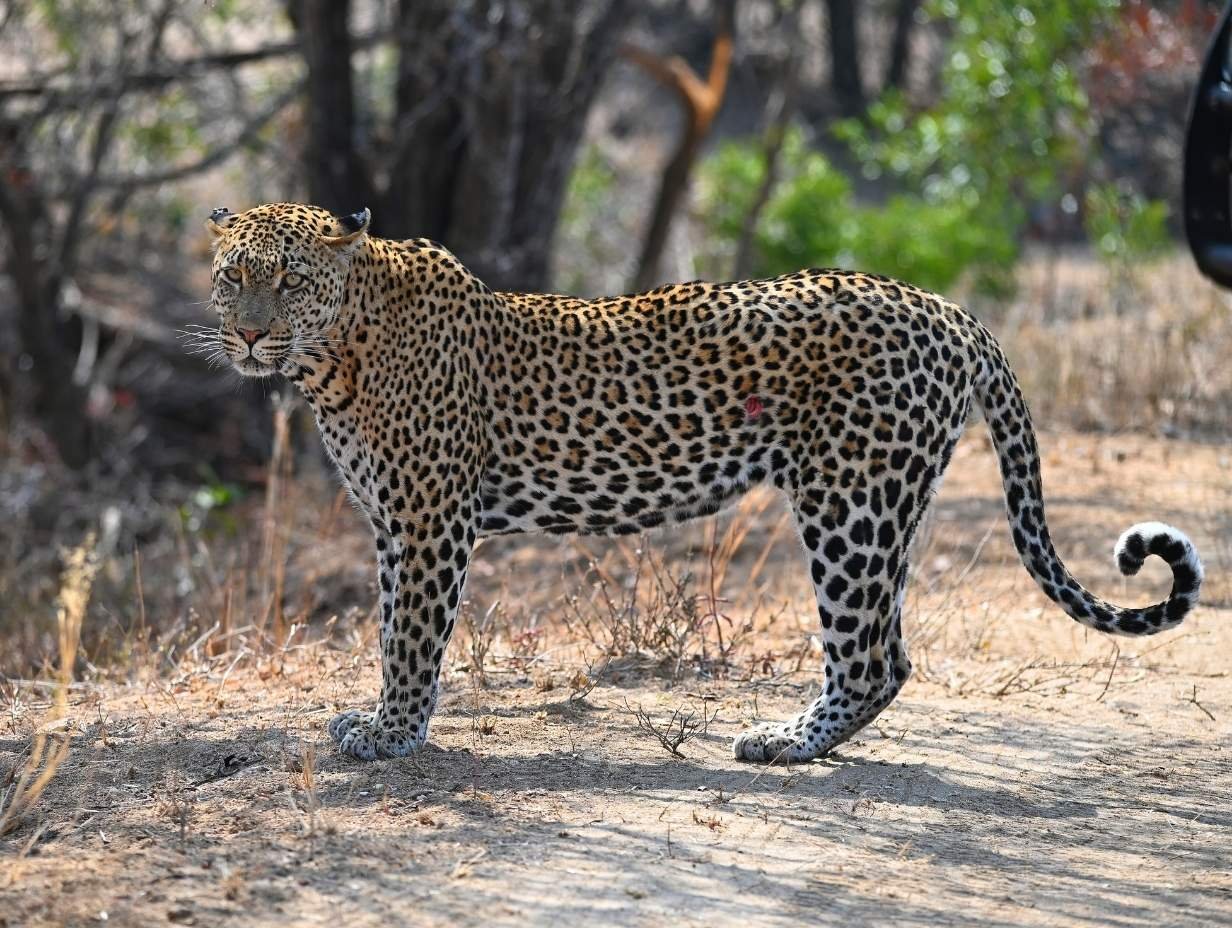 Botswana Hunting - Leopard - Inyati Africa Safaris
