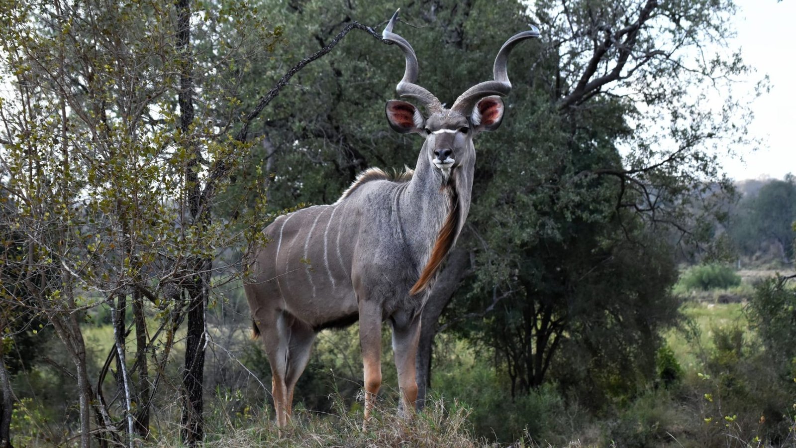 Buck Photographic - Inyati Africa Safaris