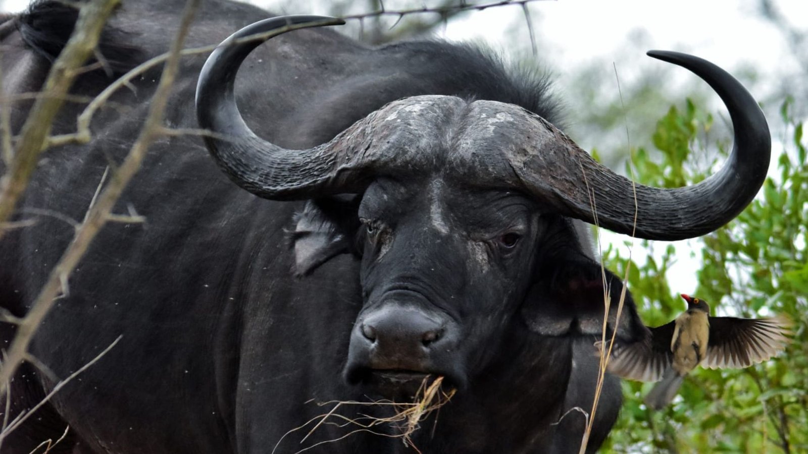 Buffalo Photographic - Inyati Africa Safaris