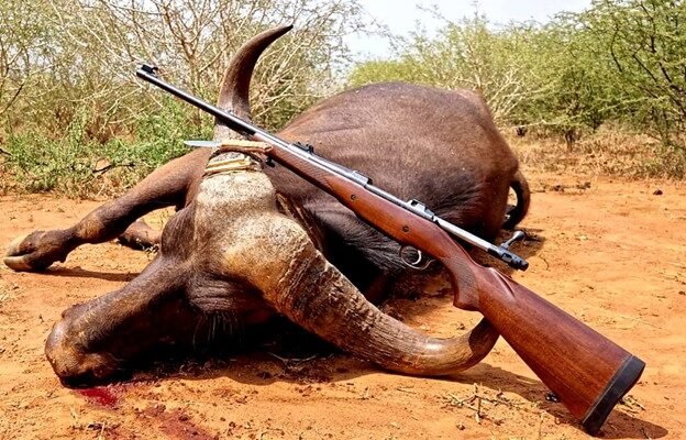 Cape Buffalo 2 - Inyati Africa Safaris