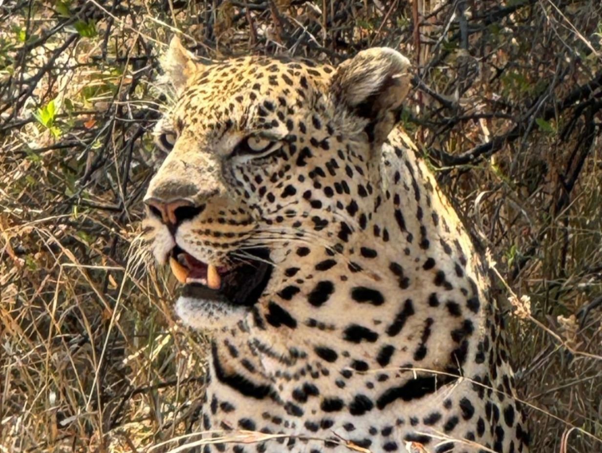 Contact 1 - Inyati Africa Safaris