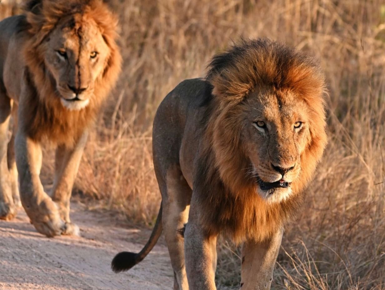 Contact 2 - Inyati Africa Safaris