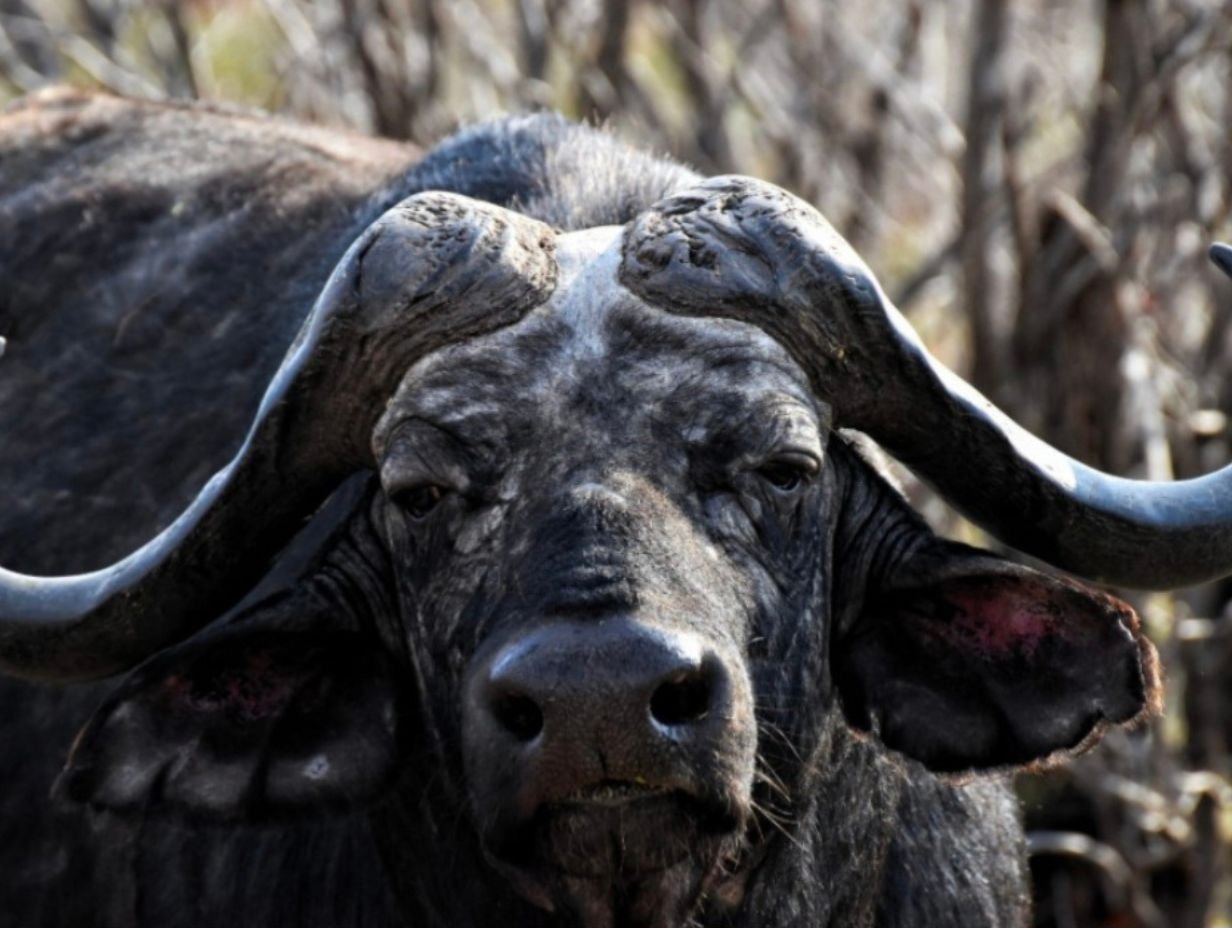 Contact 3 - Inyati Africa Safaris