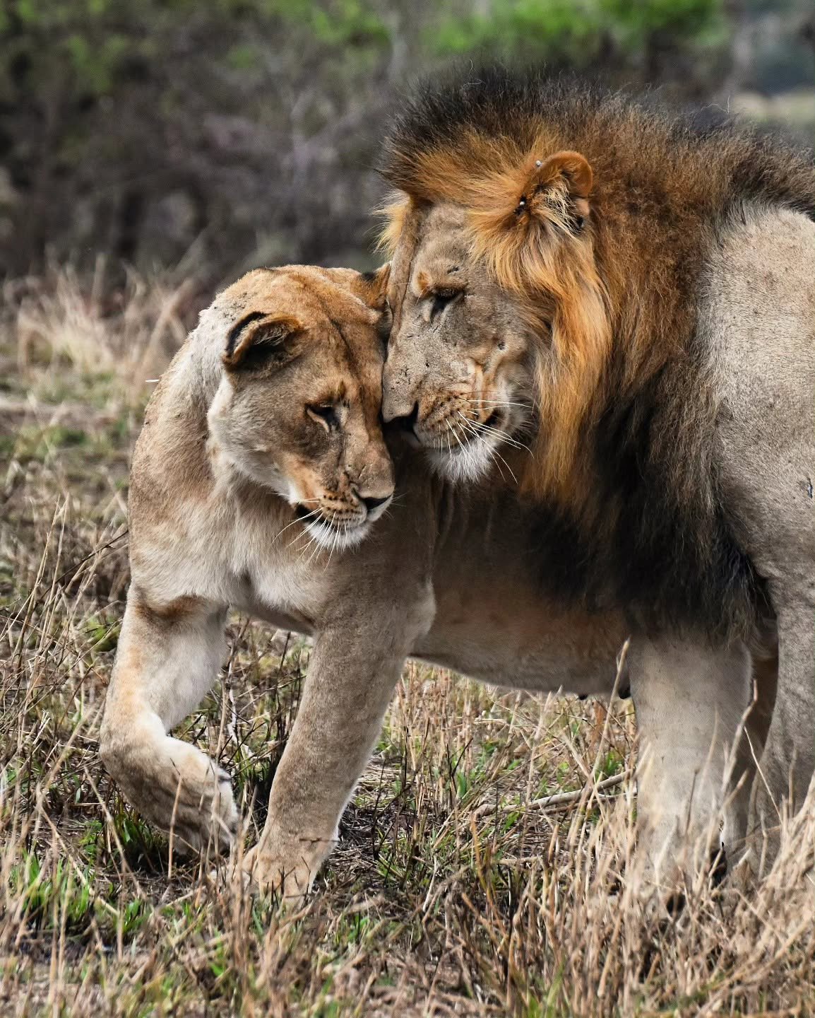 Lions - Inyati Africa Safaris