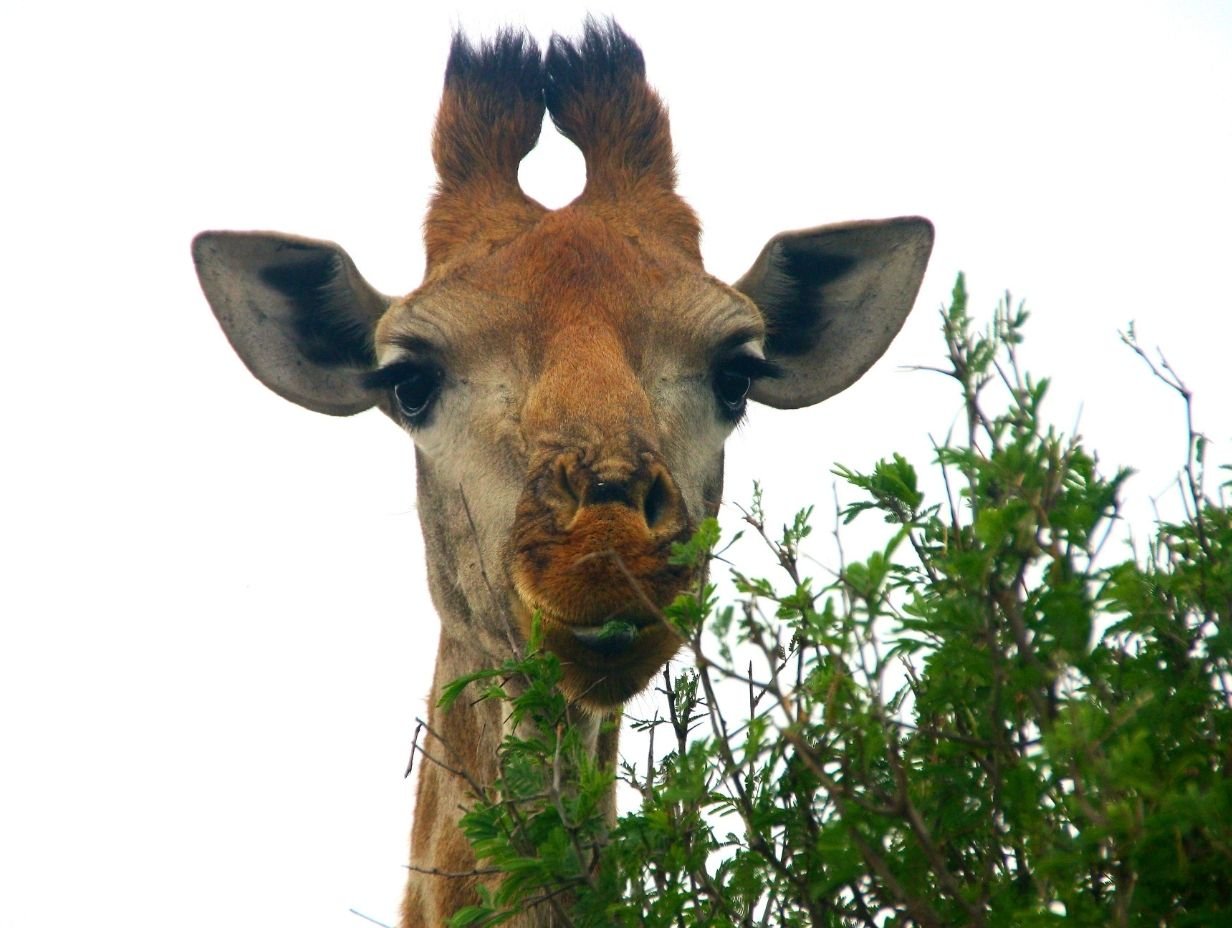 Giraffe - Inyati Africa Safaris
