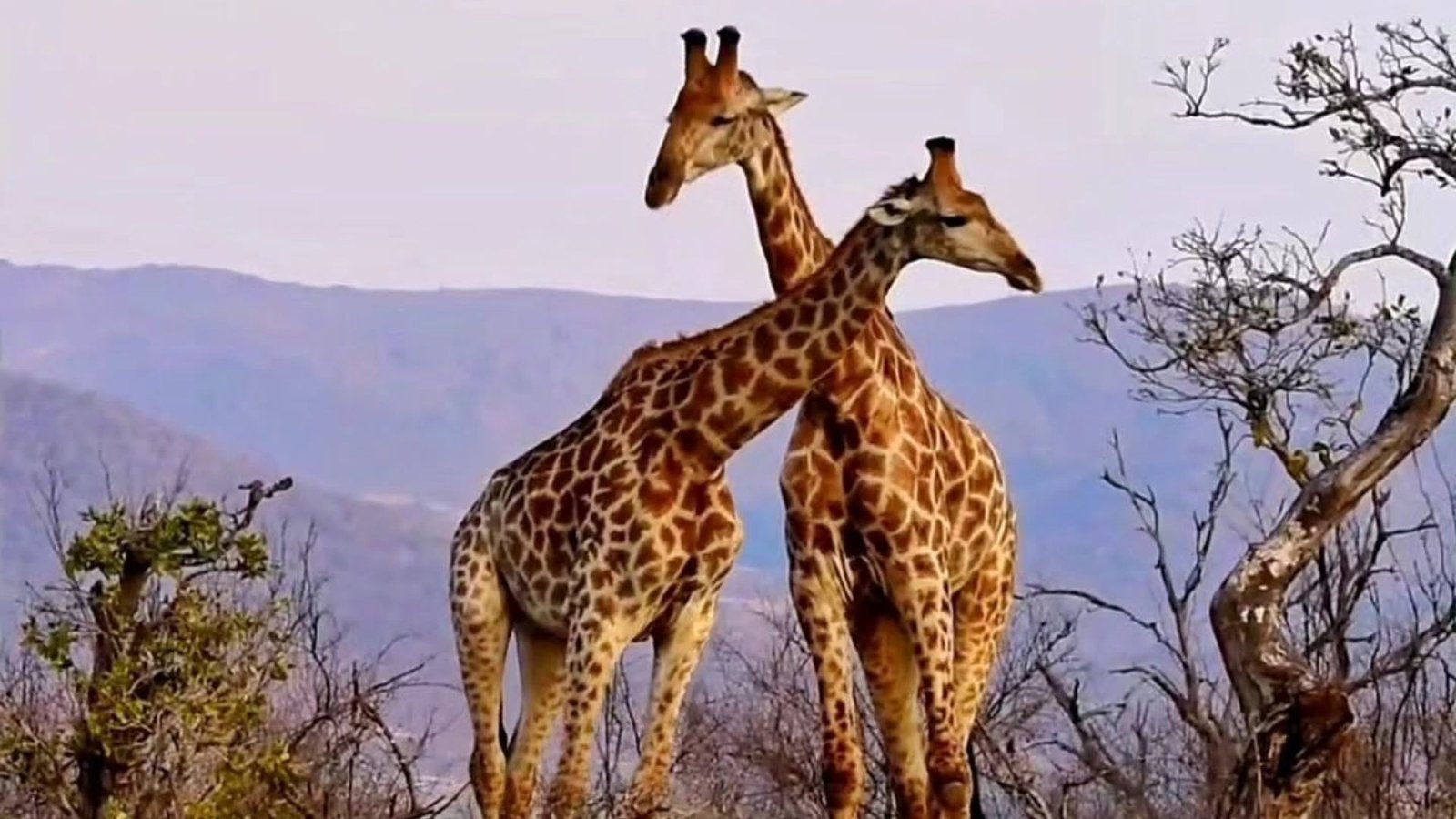Giraffe Photographic - Inyati Africa Safaris