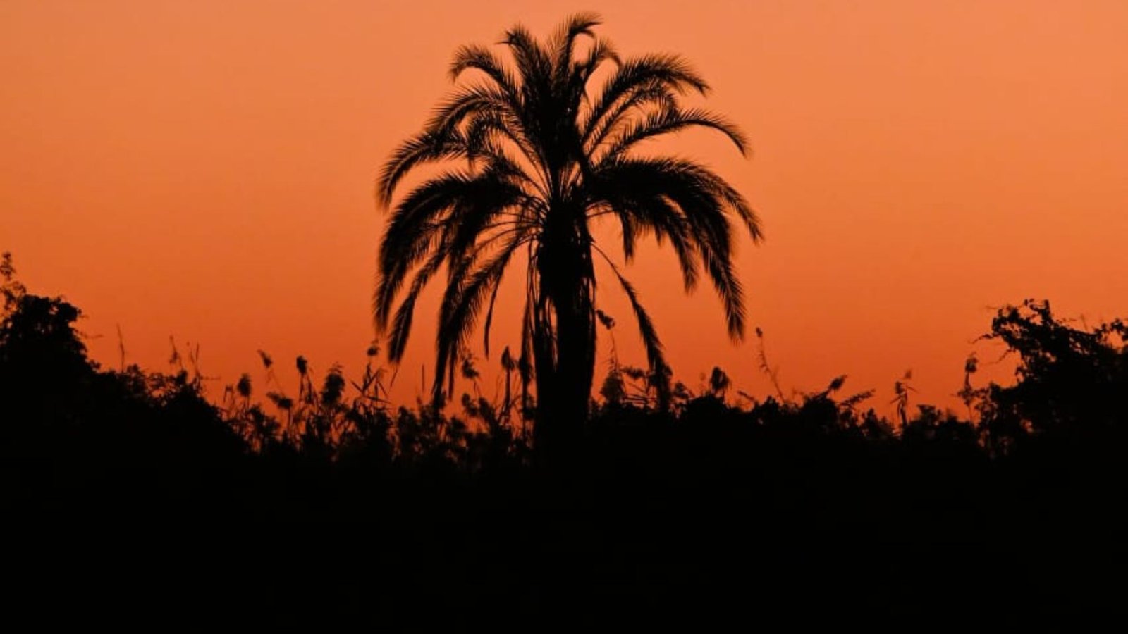 Palm Tree Photographic - Inyati Africa Safaris