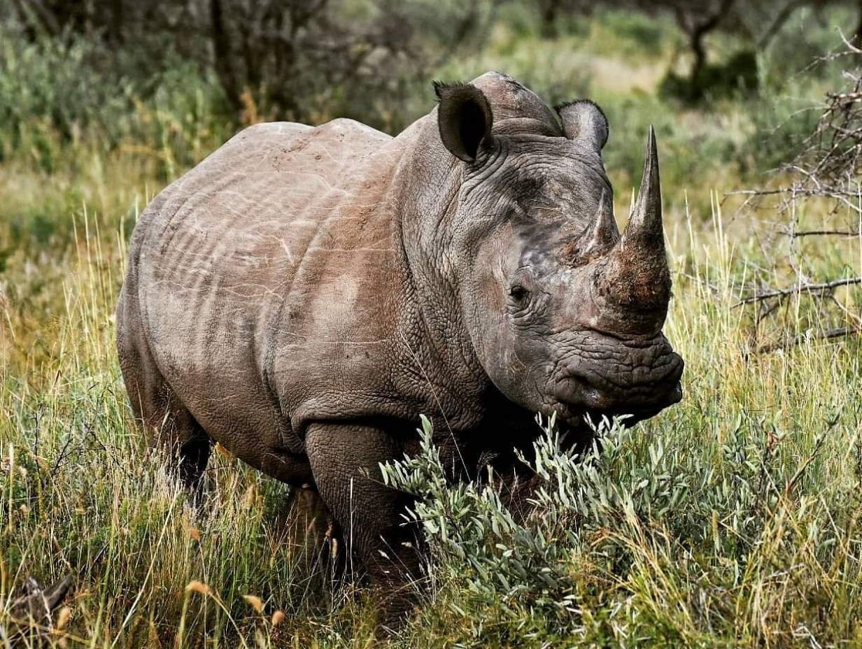 White Rhino - Inyati Africa Safaris