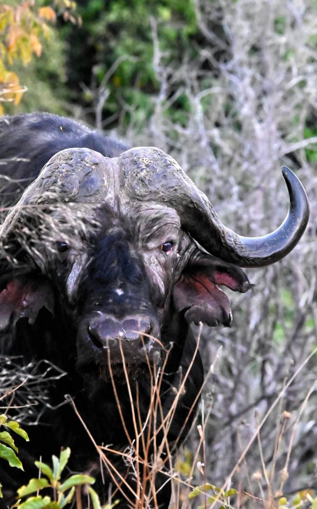 Inyati Buffalo Homepage - Inyati Africa Safaris