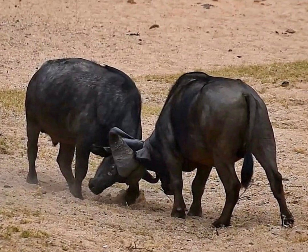Cape Buffalo Hunting - Inyati Africa Safaris