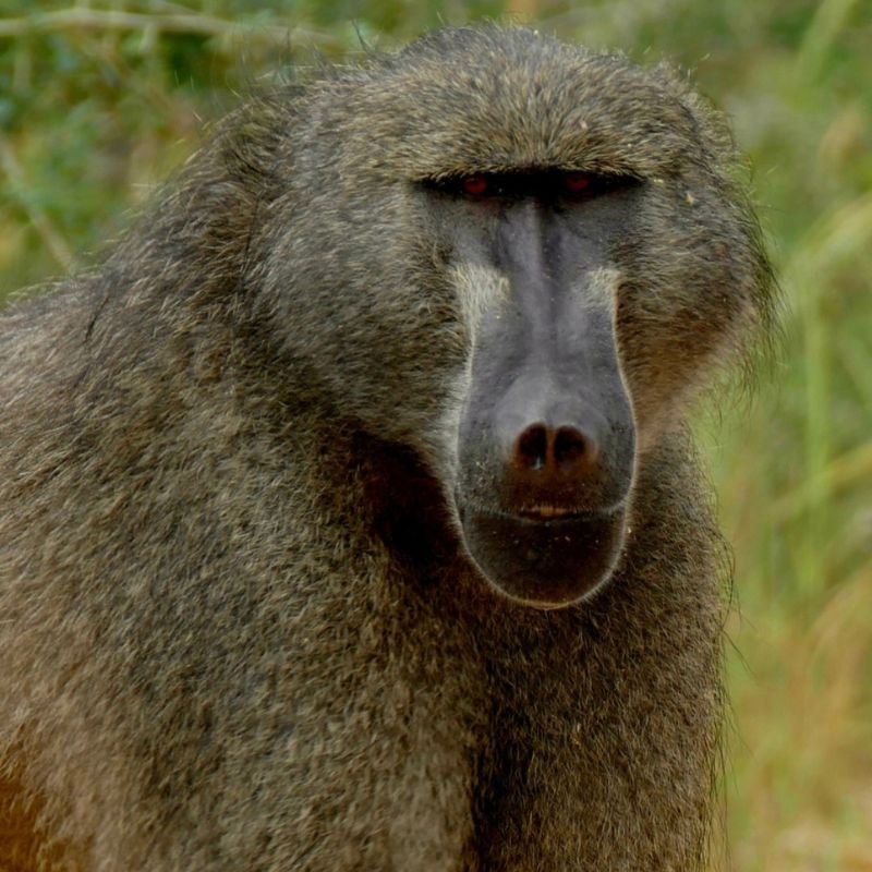 baboon - Inyati Africa Safaris