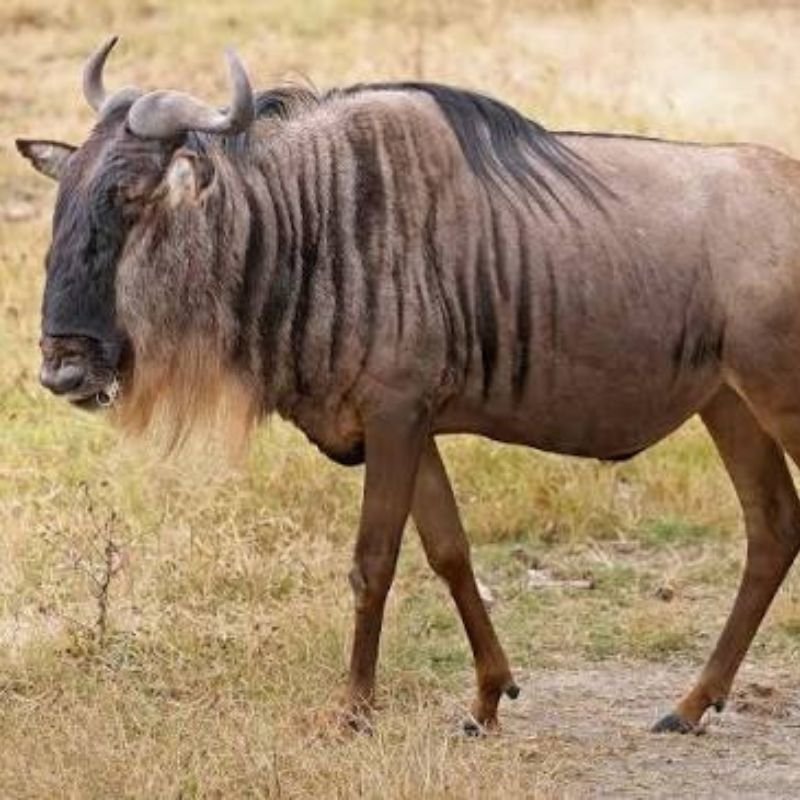 Blue Wildebeest