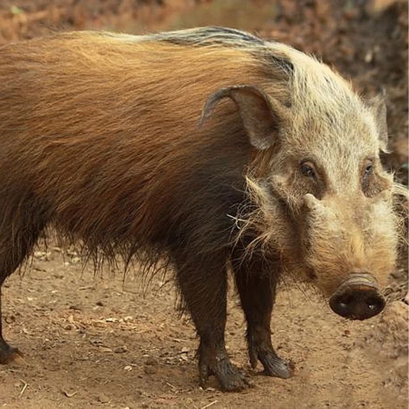 Bushpig