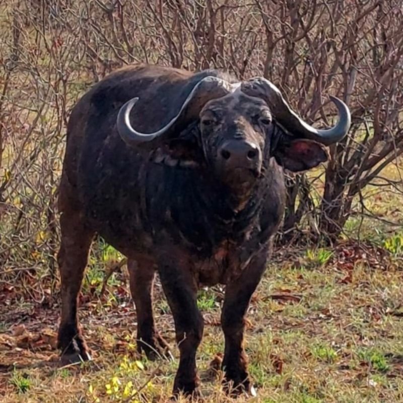 Cape Buffalo