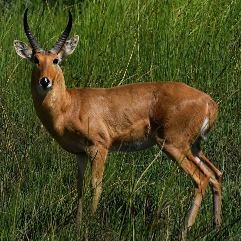 Common Reedbuck