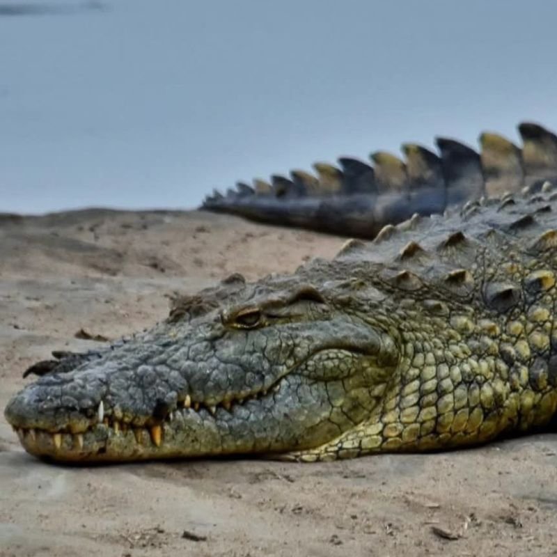 Crocodile