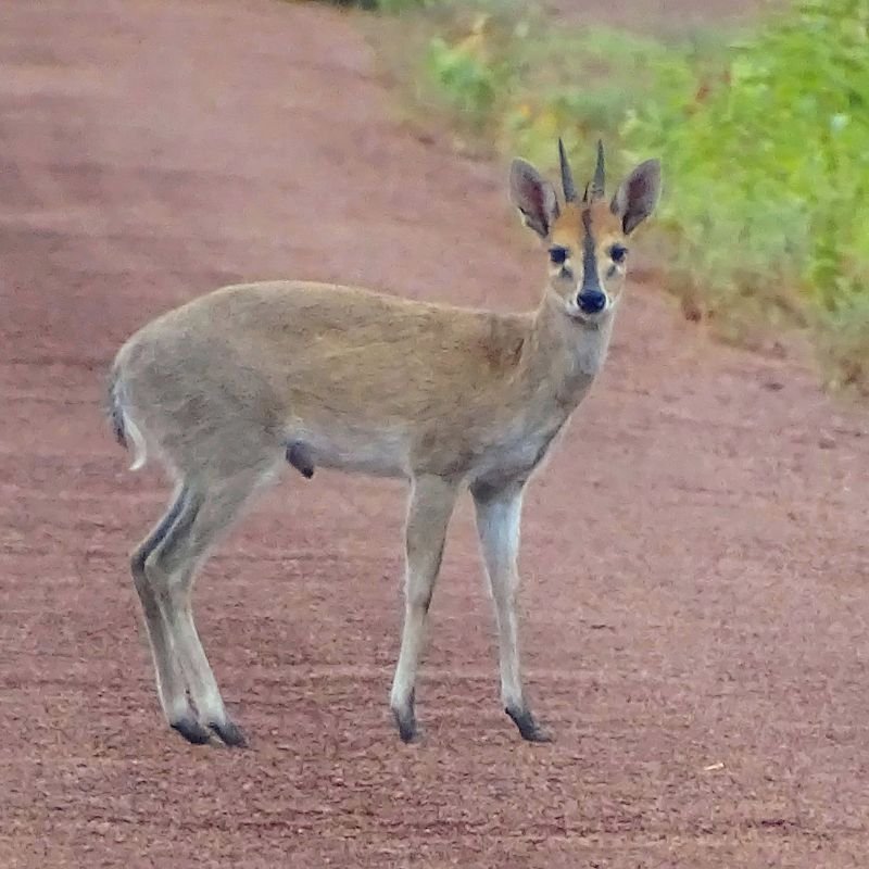 Duiker
