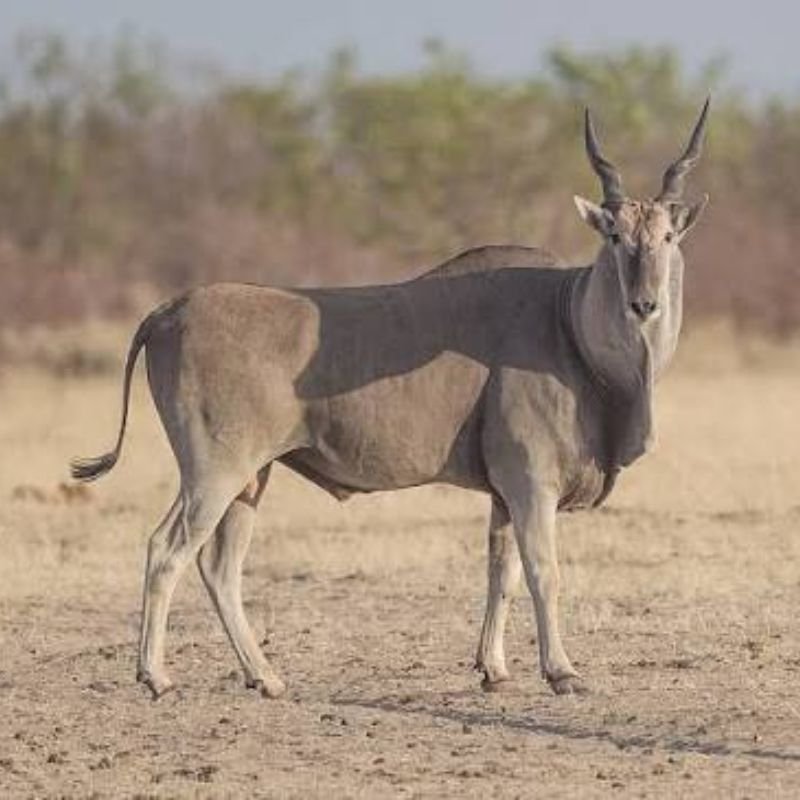 Eland