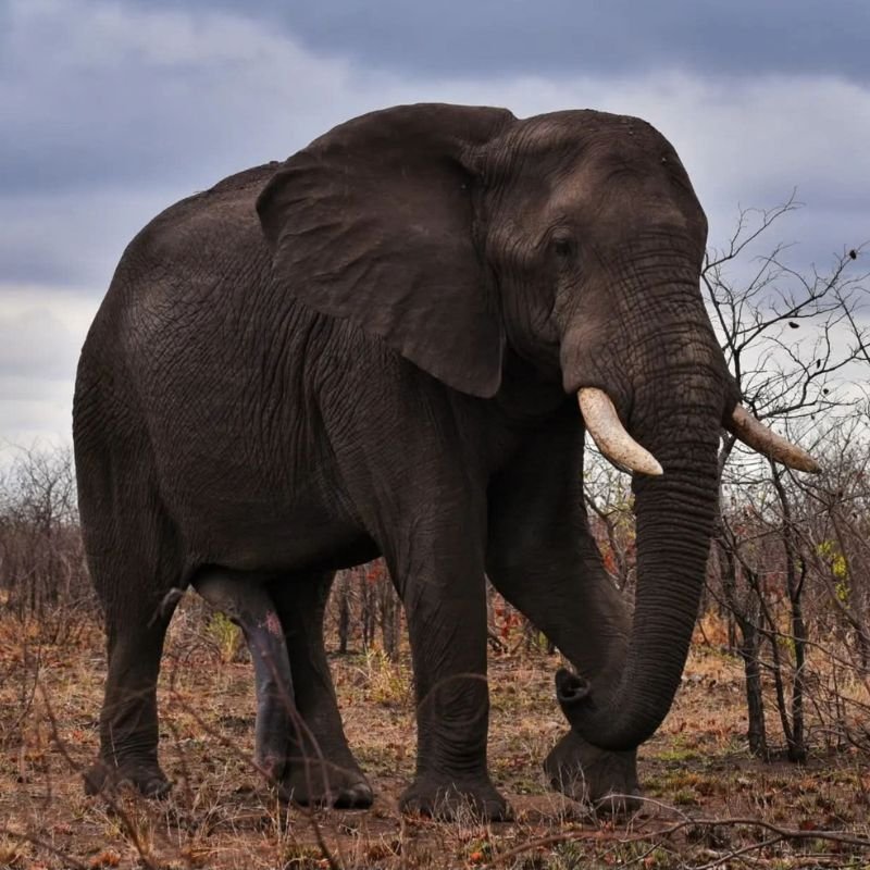 Elephant