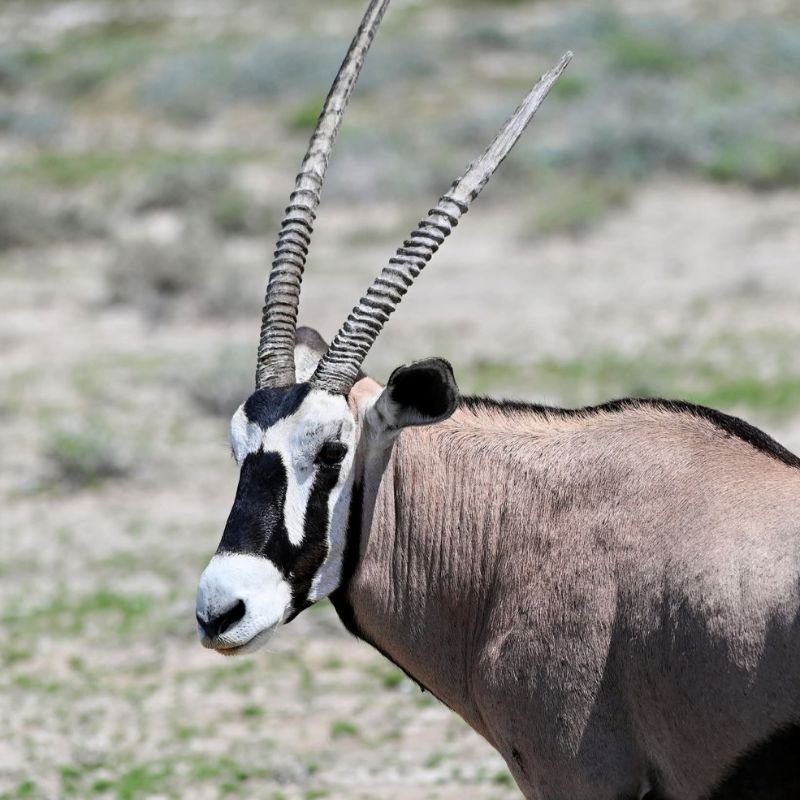 Gemsbuck / Oryx