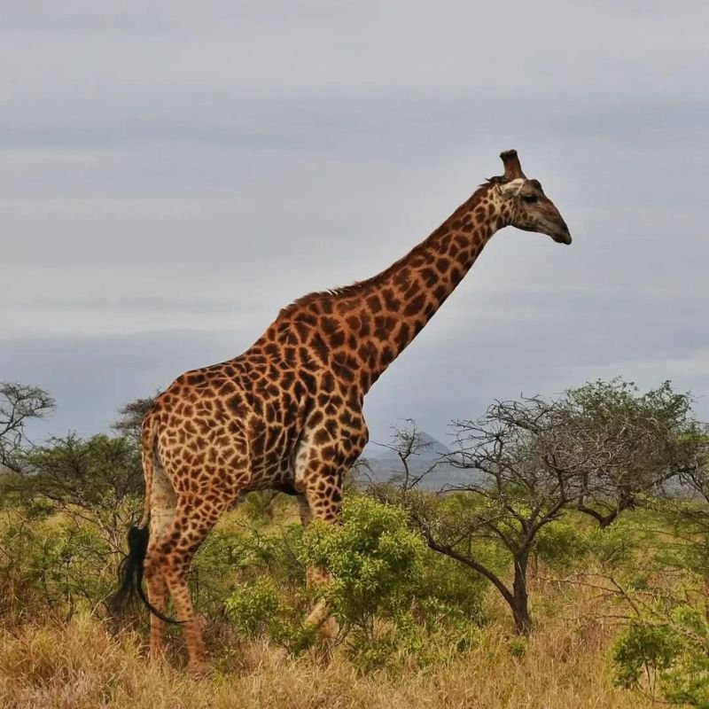 Giraffe