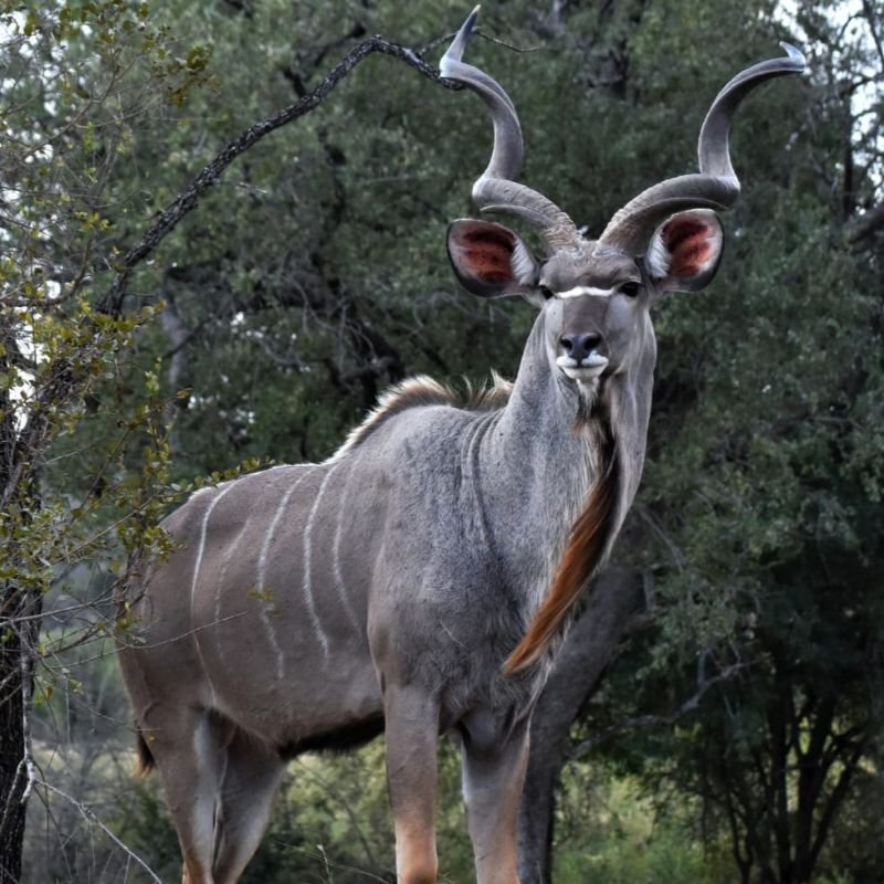 Greater Kudu