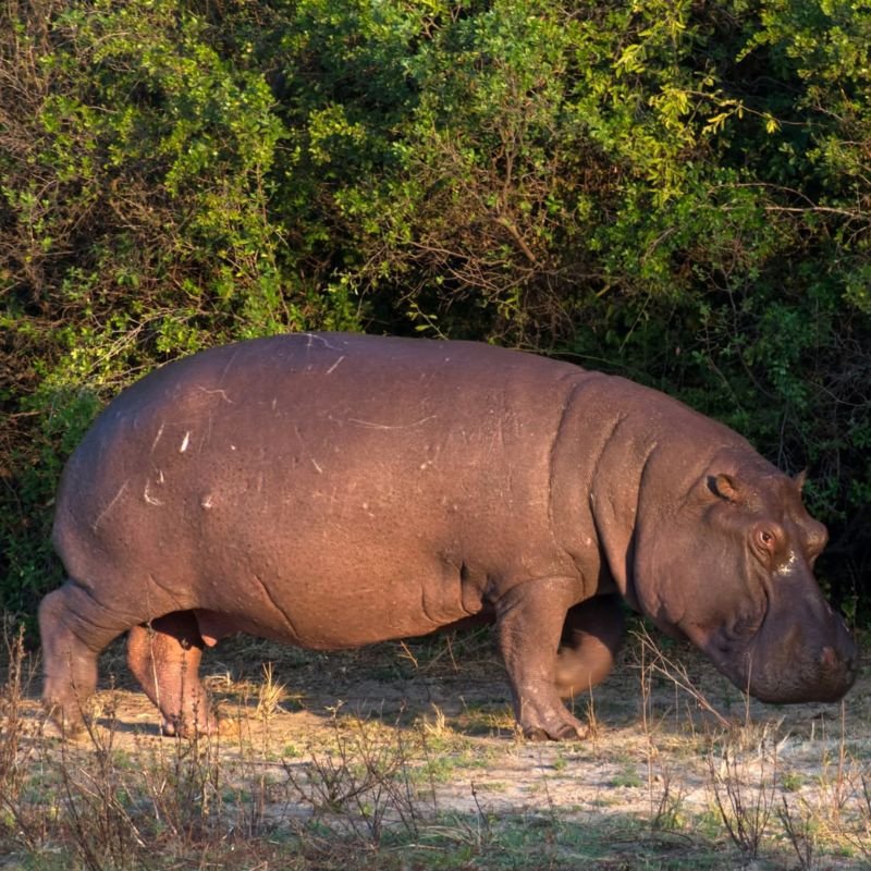 Hippopotamus / Hippo