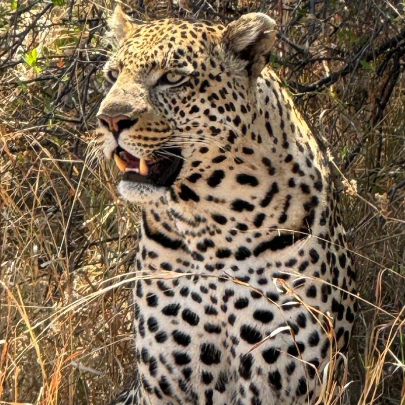 Leopard