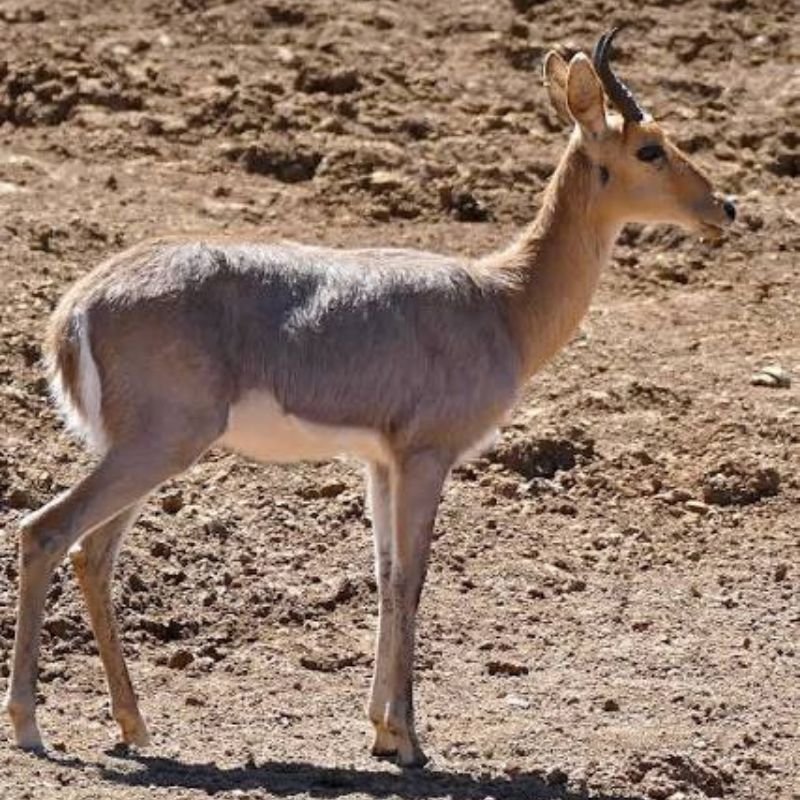 Mountain Reedbuck
