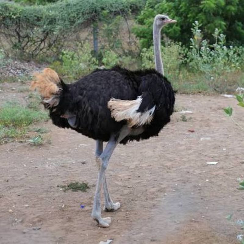 Ostrich