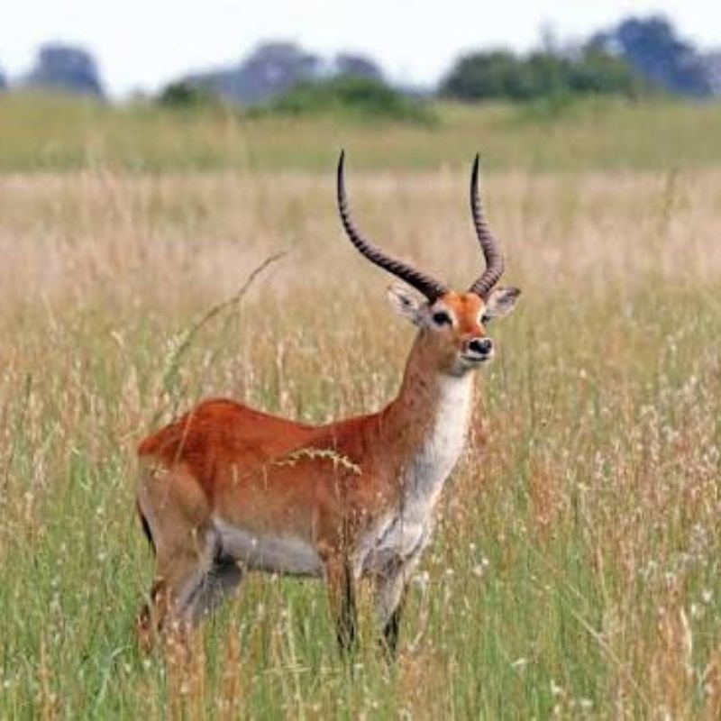 Red Lechwe