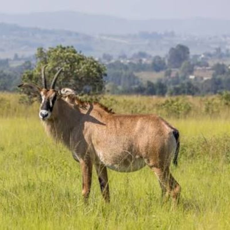 Roan