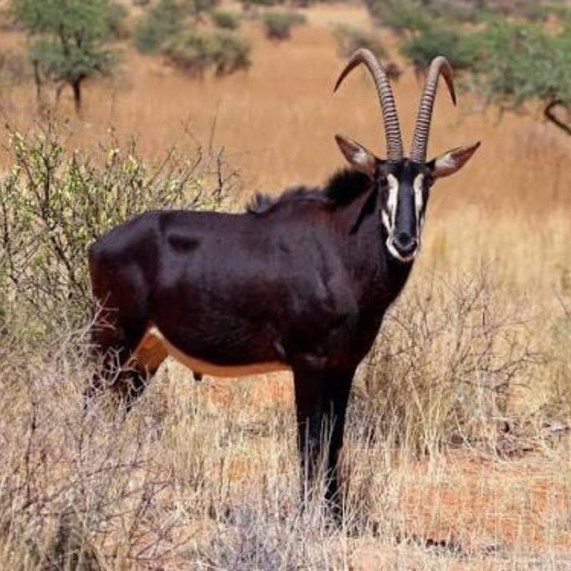 Sable