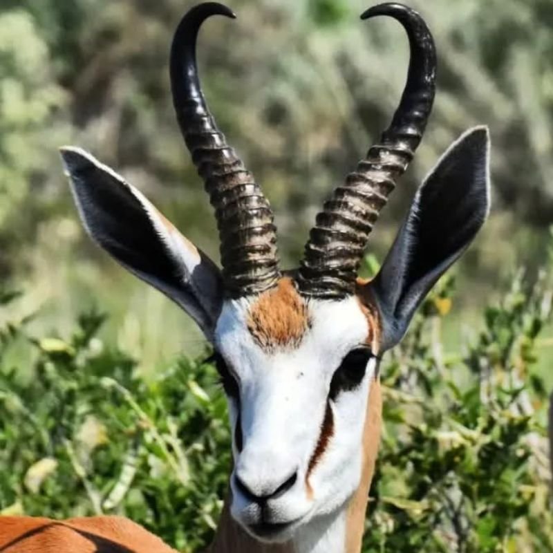 Springbuck