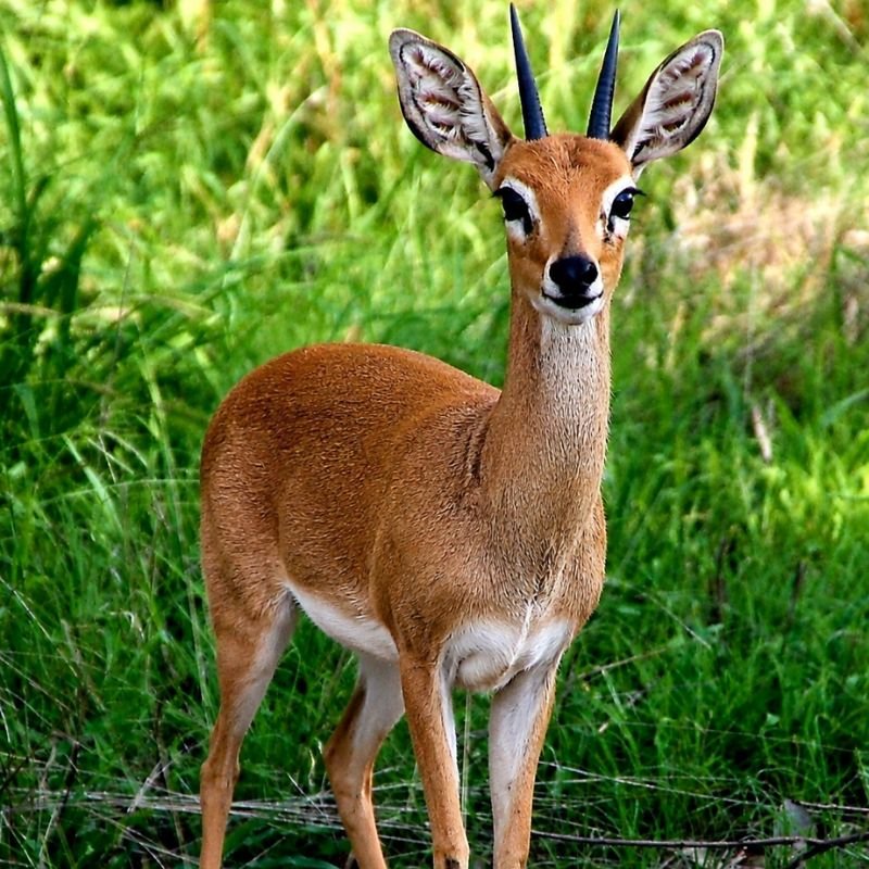Steenbuck