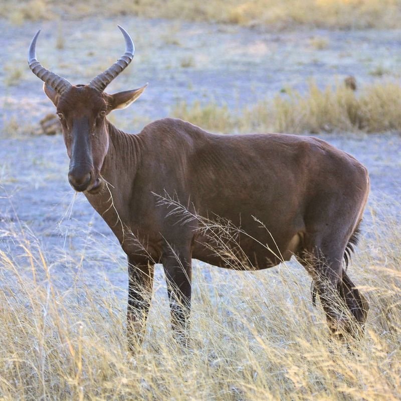 Tsessebe