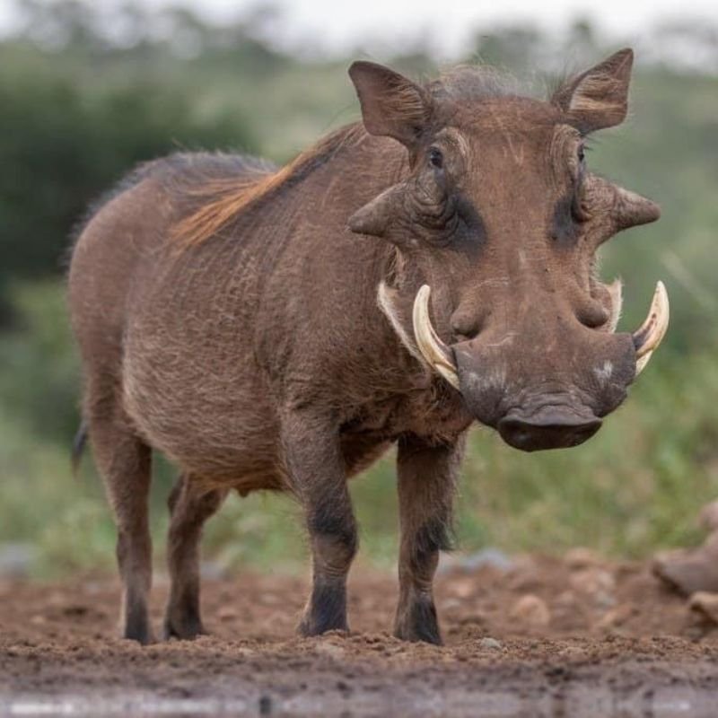 Warthog