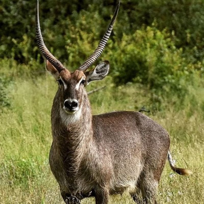 Waterbuck