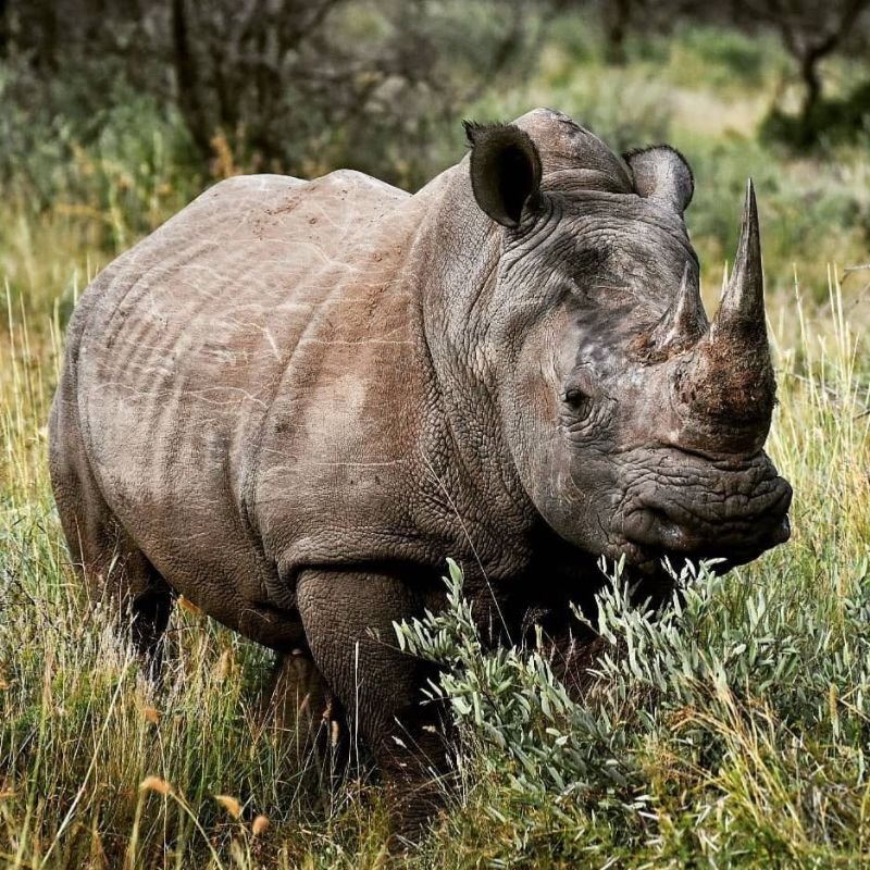 White Rhino / Rhino