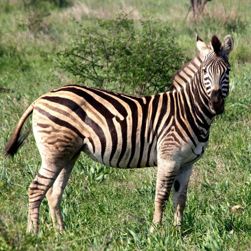Burchell's Zebra / Zebra