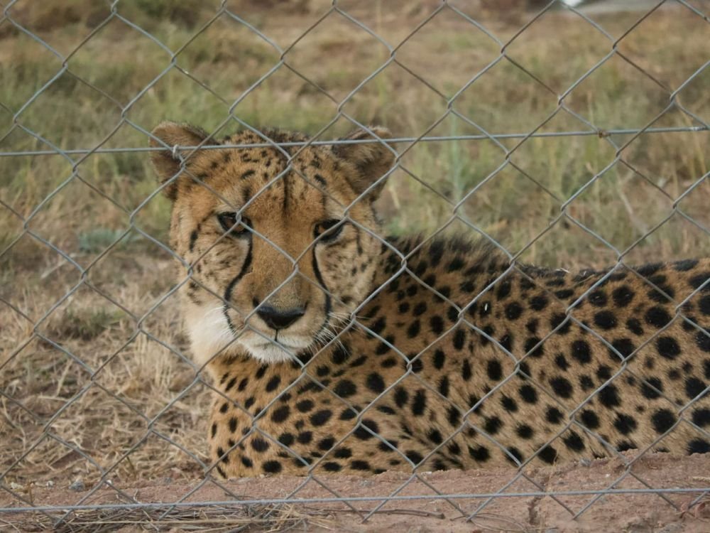 Guests experiencing cheetahs up close at Inyati Africa Safaris