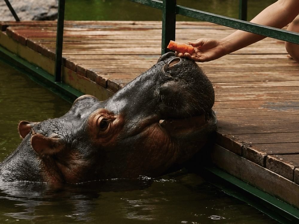 Jessica the hippo interaction excursion at Inyati Africa Safaris